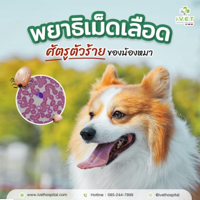 เห็บตัวจิ๋ว พาหะนำโรคร้ายแรงของน้องหมา!